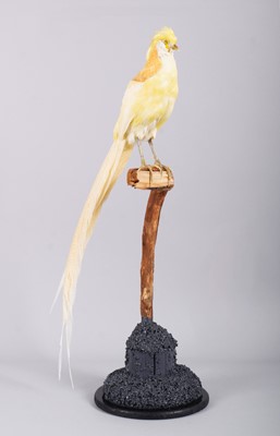 Lot 39 - Taxidermy: A Yellow Golden Pheasant...