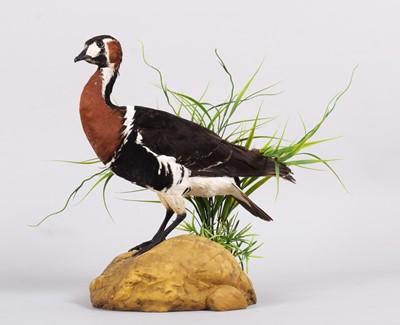 Lot 1114 - Taxidermy: Red-breasted Goose (Branta...