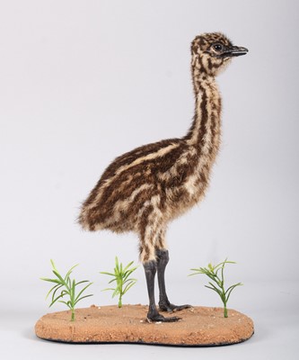 Lot 28 - Taxidermy: Emu Chick (Dromaius...