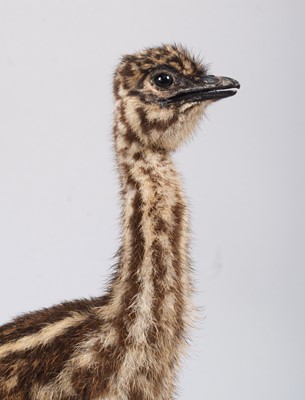 Lot 28 - Taxidermy: Emu Chick (Dromaius...