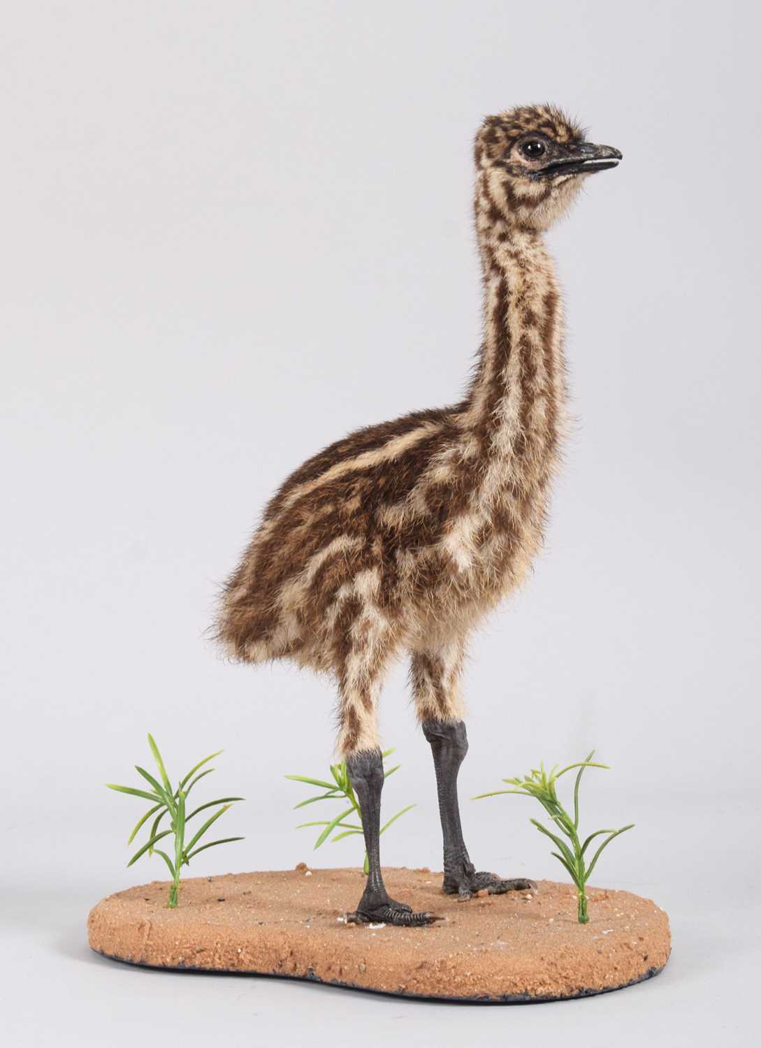 Lot 28 - Taxidermy: Emu Chick (Dromaius...