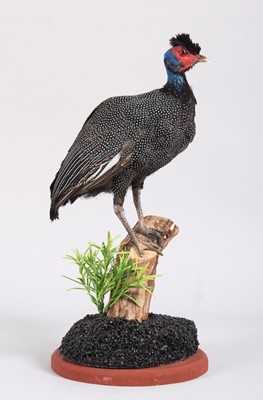 Lot 1173 - Taxidermy: Eastern Crested Guineafowl (Guttera...