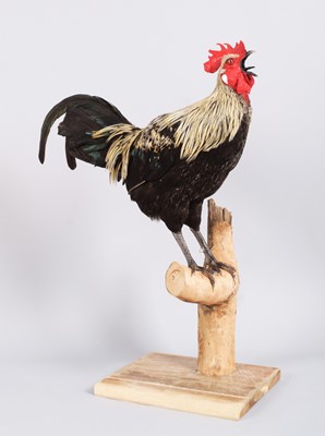 Lot 24 - Taxidermy: A Norfolk Grey Rooster (Gallus...