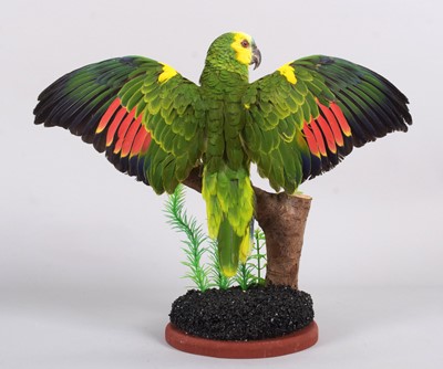 Lot 93 - Taxidermy: A Blue-fronted or Turquoise-fronted...