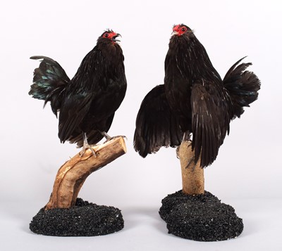 Lot 1147 - Taxidermy: A Pair of Barbu d'Anvers Chickens...