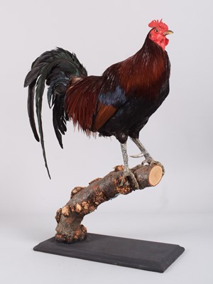 Lot 18 - Taxidermy: Rooster (Gallus gallus domesticus),...