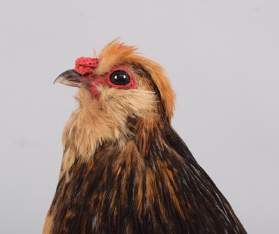 Lot 1143 - Taxidermy: A Barbu d'Anvers Chicken (Gallus...