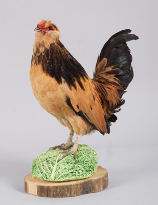 Lot 1143 - Taxidermy: A Barbu d'Anvers Chicken (Gallus...