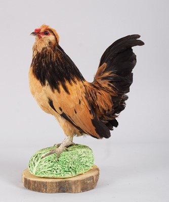 Lot 1143 - Taxidermy: A Barbu d'Anvers Chicken (Gallus...
