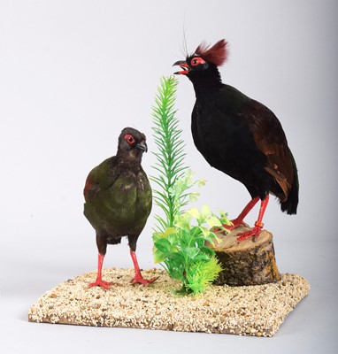 Lot 4 - Taxidermy: A Pair of Crested Partridge or...