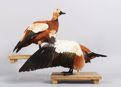 Lot 1180 - Taxidermy: A Pair of Ruddy Shelducks (Tadorna...