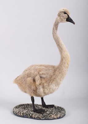 Lot 1185 - Taxidermy: Black Swan Cygnet (Cygnus atratus),...