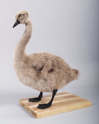 Lot 1344 - Taxidermy: Black Swan Cygnet (Cygnus atratus),...