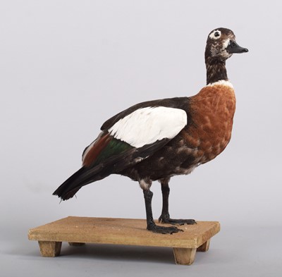 Lot 1350 - Taxidermy: Australian Shelduck (Tadorna...