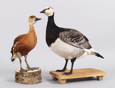 Lot 1187 - Taxidermy: A Barnacle Goose and a Wandering...