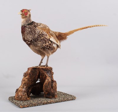 Lot 1150 - Taxidermy: Common Ring-necked Pheasant...