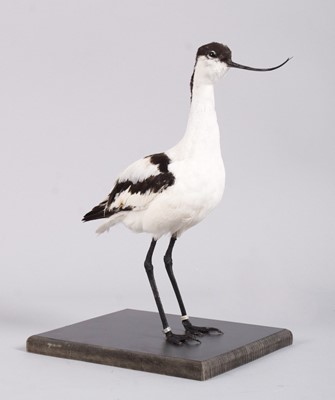 Lot 1189 - Taxidermy: Pied Avocet (Recurvirostra...