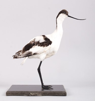 Lot 1151 - Taxidermy: Pied Avocet (Recurvirostra...