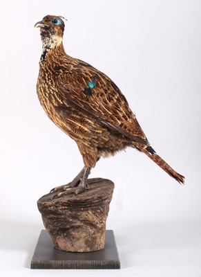 Lot 41 - Taxidermy: Himalayan Monal (Lophophorus...