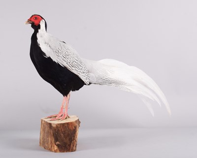 Lot 1347 - Taxidermy: Silver Pheasant (Lophura...