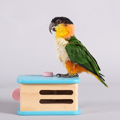 Lot 1141 - Taxidermy: Black-Headed Caique (Pionites...