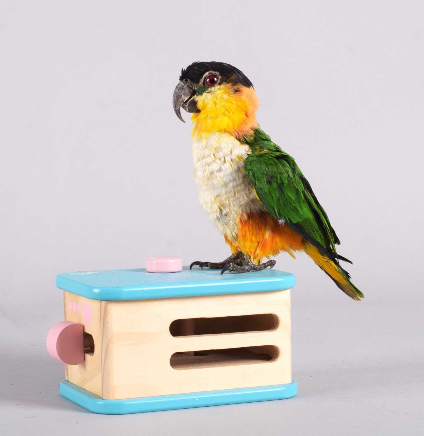 Lot 1141 - Taxidermy: Black-Headed Caique (Pionites...