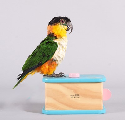 Lot 1141 - Taxidermy: Black-Headed Caique (Pionites...