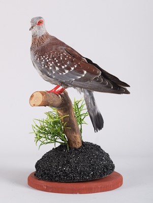 Lot 1174 - Taxidermy: Speckled Pigeon (Columba guinea),...