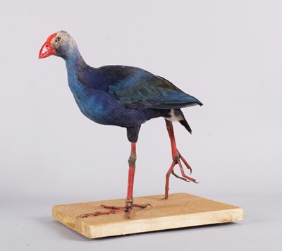 Lot 1346 - Taxidermy: Grey-Headed Swamp Hen (Porphyrio...