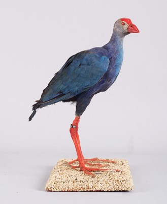 Lot 1188 - Taxidermy: Grey-Headed Swamp Hen (Porphyrio...