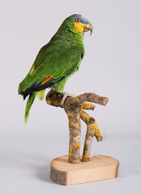 Lot 1112 - Taxidermy: Blue-fronted or Turquoise-fronted...