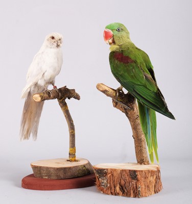 Lot 1145 - Taxidermy: Alexandrine Parakeet and a White...