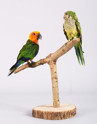 Lot 1192 - Taxidermy: A Sun Conure and Monk Parakeet,...