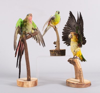 Lot 1163 - Taxidermy: A Black-Headed Caique, Red-rumped...