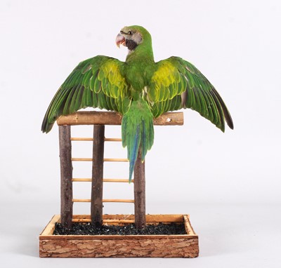 Lot 1193 - Taxidermy: Lord Derby's Parakeet (Psittacula...