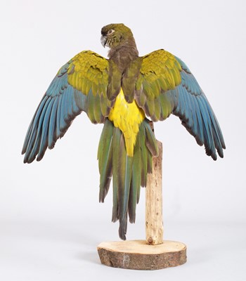 Lot 1166 - Taxidermy: Patagonian Conure or Burrowing...