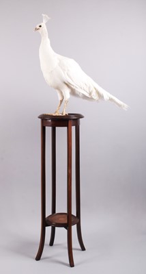 Lot 239 - Taxidermy: A White Indian Peahen (Pavo...