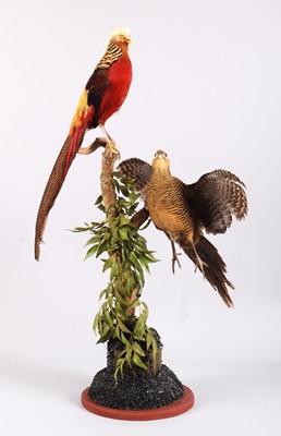 Lot 113 - Taxidermy: A Pair of Golden Pheasants...