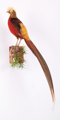 Lot 1194 - Taxidermy: A Golden Pheasant (Chrysolophus...