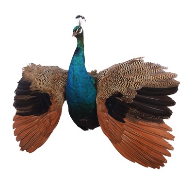 Lot 91 - Taxidermy: Indian Peacock (Pavo cristatus),...