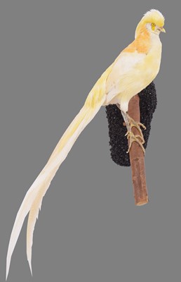 Lot 1149 - Taxidermy: A Yellow Golden Pheasant...