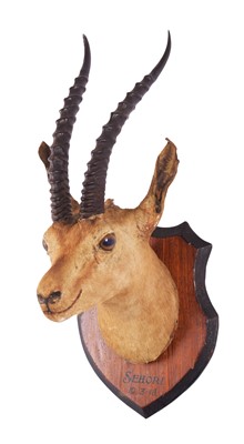 Lot 1179 - Taxidermy: Indian Chinkara Antelope (Gazella...