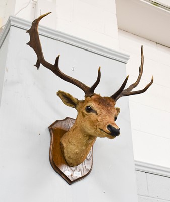 Lot 1138 - Taxidermy: European Fallowbuck neck mount on...