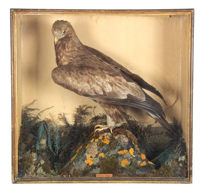 Lot 1177 - Taxidermy: A Late Victorian Cased Golden Eagle...