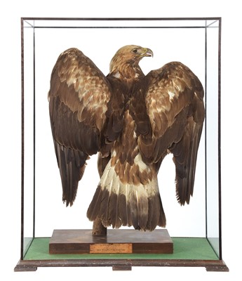 Lot 259 - Taxidermy: A Late Victorian Cased Scottish...