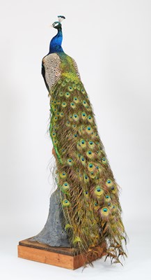 Lot 113 - Taxidermy: Indian Peacock (Pavo cristatus),...