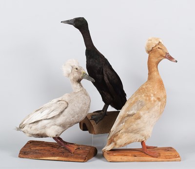 Lot 150 - Taxidermy: A Group of Three Ducks, dated...