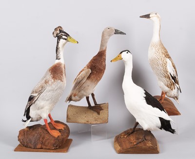 Lot 107 - Taxidermy: A Group of Four Ducks, dated...