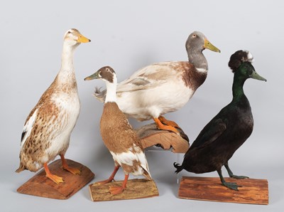 Lot 78 - Taxidermy: A Group of Four Ducks, dated...