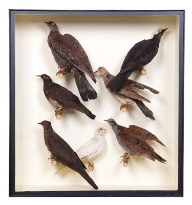 Lot 121 - Taxidermy: A Cased Collection of Pigeons and...